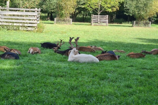 Tiere I